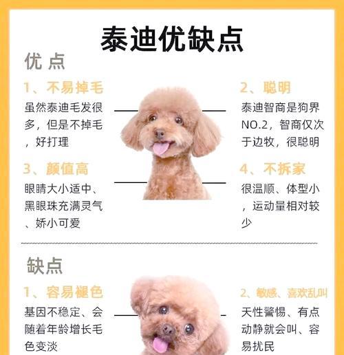 泰迪狗狗眼睛的生长周期及保养需知（了解泰迪狗狗眼睛的成长过程和注意事项，让它们健康明亮）