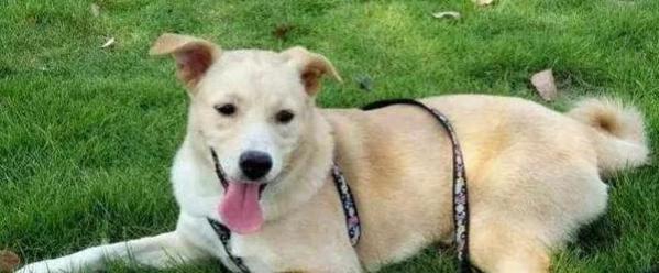中华田园犬寿命第一，探寻长寿犬的奥秘（揭秘中华田园犬的长寿秘籍，你知道吗？）