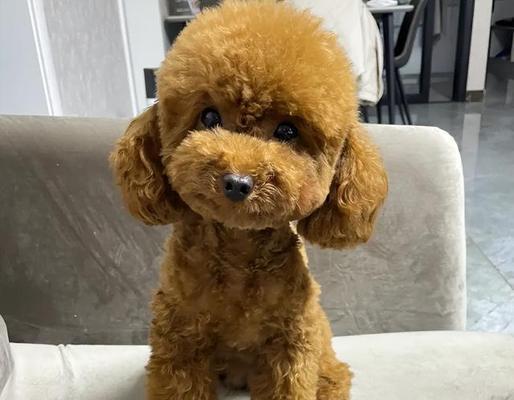 贵宾犬咬人问题的解决方法（如何抑制贵宾犬爱咬人的行为习惯）