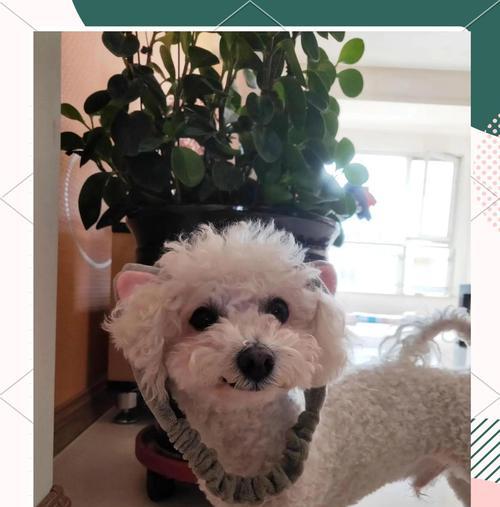 比熊驱虫的重要性与方法（保护比熊免受害虫侵扰，）
