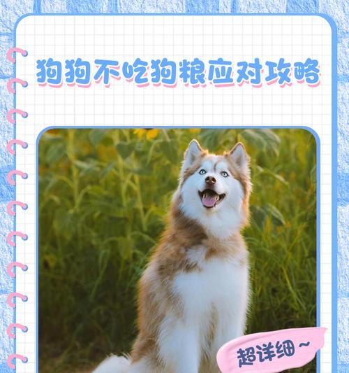 小狗宝宝何时可以吃狗粮？（了解小狗宝宝的饮食需求及转换过程）