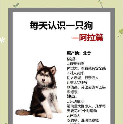 阿拉斯加犬（了解阿拉斯加犬的价格和如何正确选购一只合适的宠物）