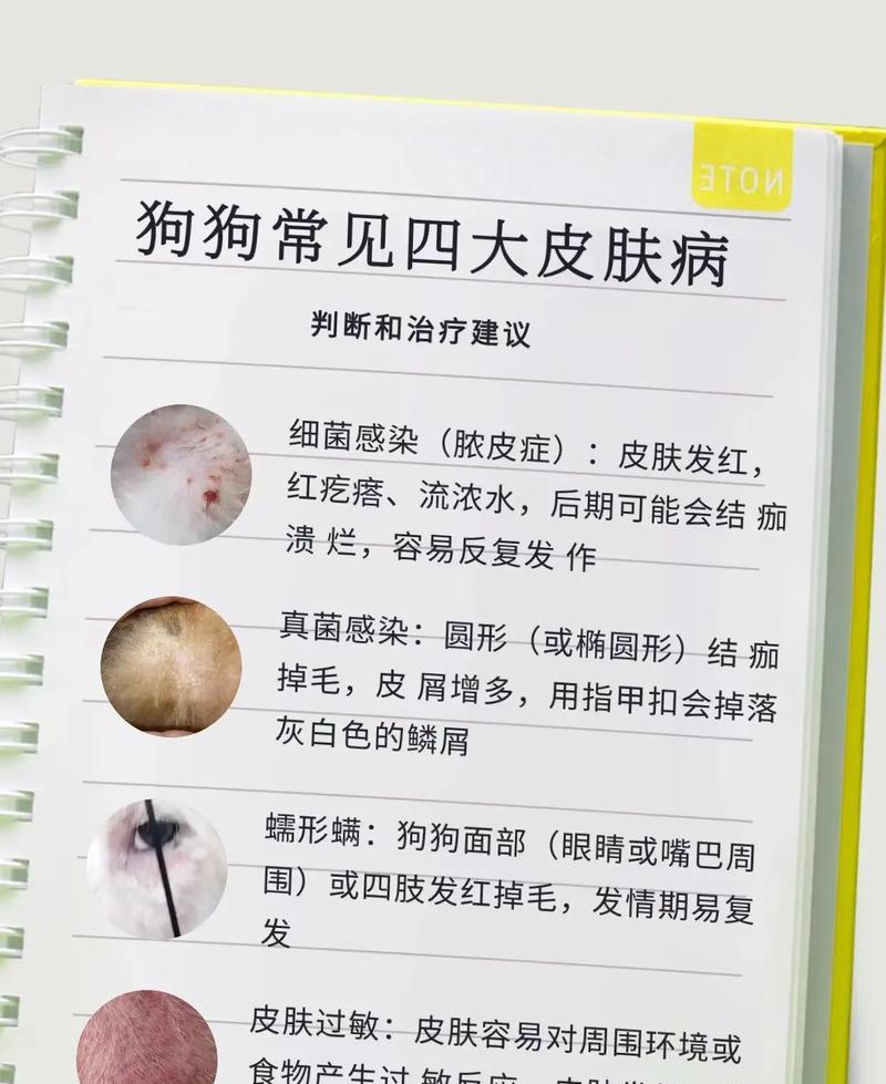狗的常见疾病及防治方法（狗的病种多样，如何保护我们的爱宠？）
