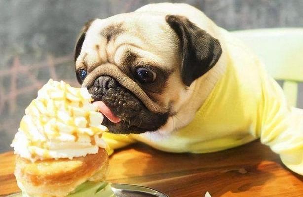 揭秘巴哥犬的冷知识，你所不知道的秘密！