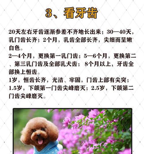 泰迪幼犬的合适外出时间（养泰迪幼犬，关注最佳外出时间）