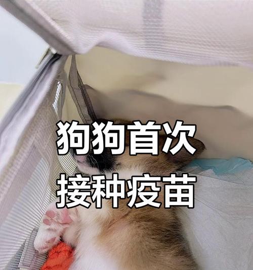 小犬打针疫苗的最佳时间选择（宠物健康保护的首要任务）