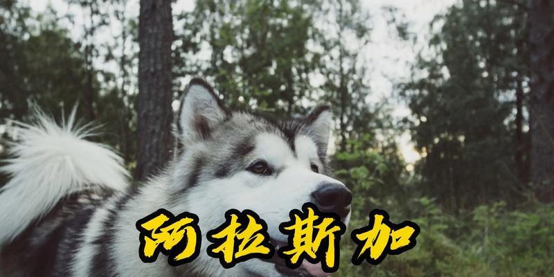 阿拉斯加犬的缺点——了解这些问题以做出明智的选择（了解阿拉斯加犬的缺点，为你的宠物生活做好准备）