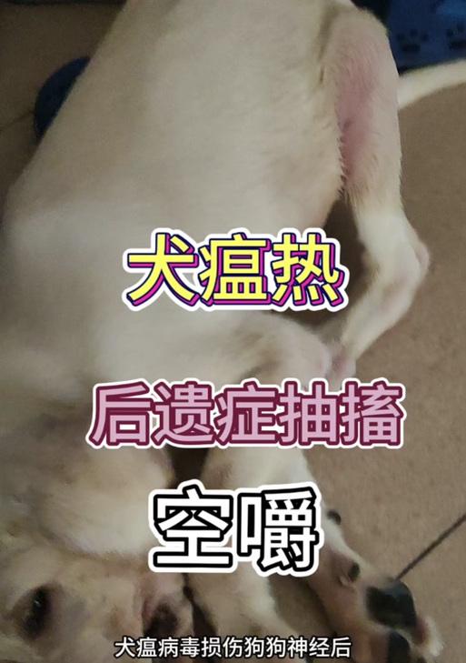 秋季来袭，守护狗狗免受犬瘟热侵袭（天气转凉，预防狗瘟病从我做起）