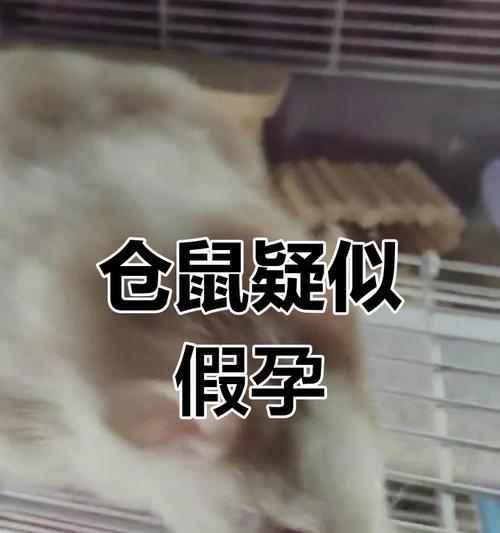 金丝熊怀孕与生育的奥秘（探寻金丝熊生育周期与保育行为）