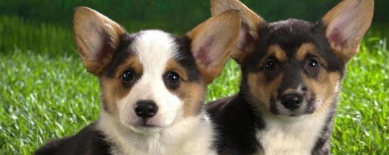 犬只配对（以狗配狗需要多久？）