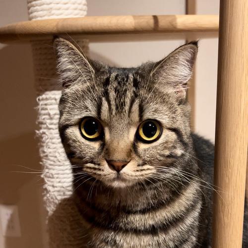 猫咪的理想温度（猫咪喜欢的温度范围及创造温暖的窝）
