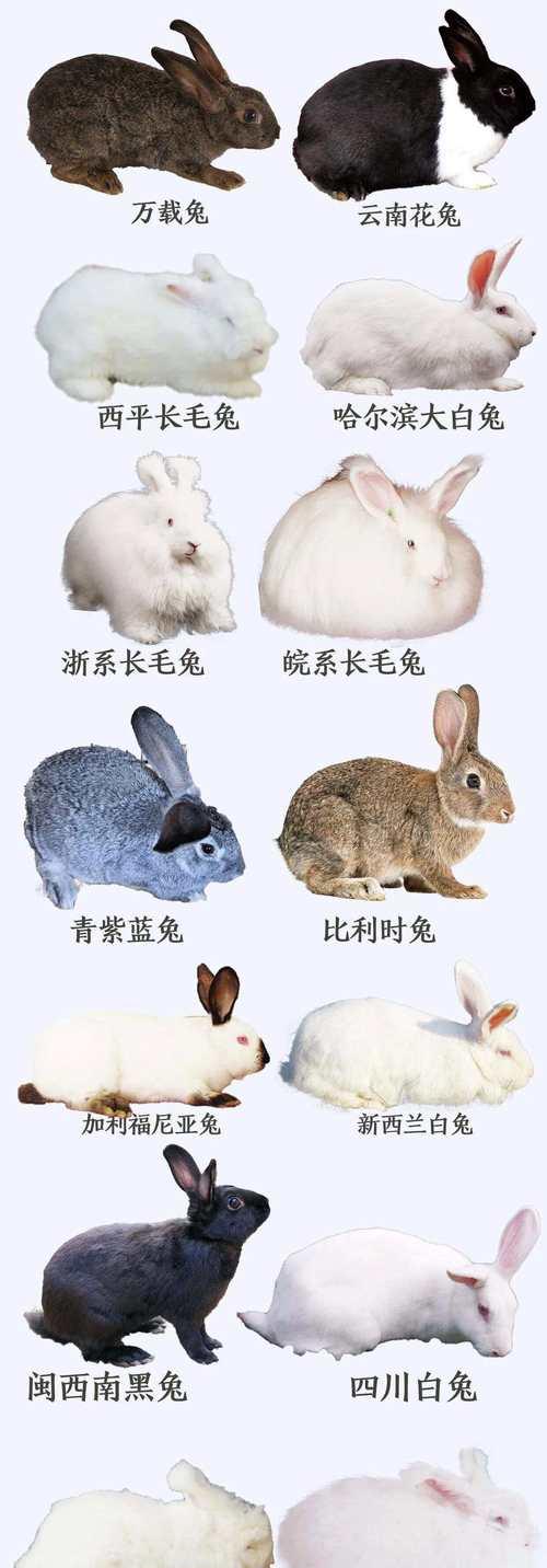 探秘垂耳兔的迷人品种（了解垂耳兔的多样性和特点）