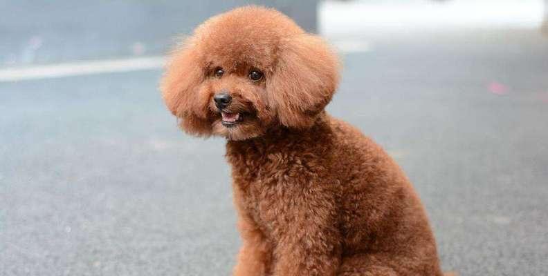 纯种泰迪犬的特征与魅力（探索泰迪犬的6个独特特征）