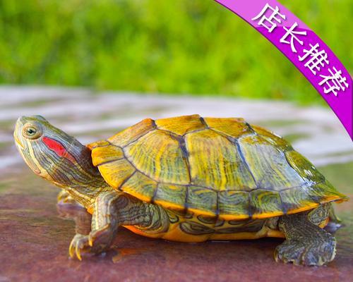 适合家养的龟类品种选择（探索最适合居家饲养的龟类宠物，为您提供合适的选择）