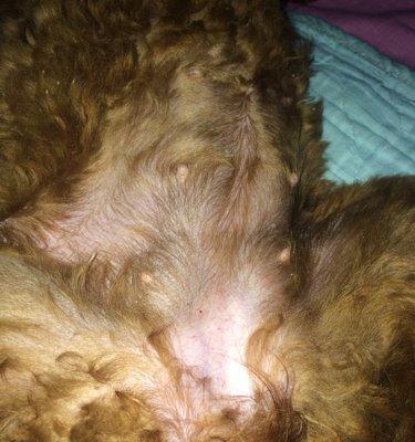 泰迪犬的最佳配种时机（注意什么时候配种以及配种期间的注意事项）