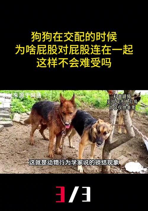 狗狗配种（了解狗狗配种期间的适当时间长度和关键考虑因素）