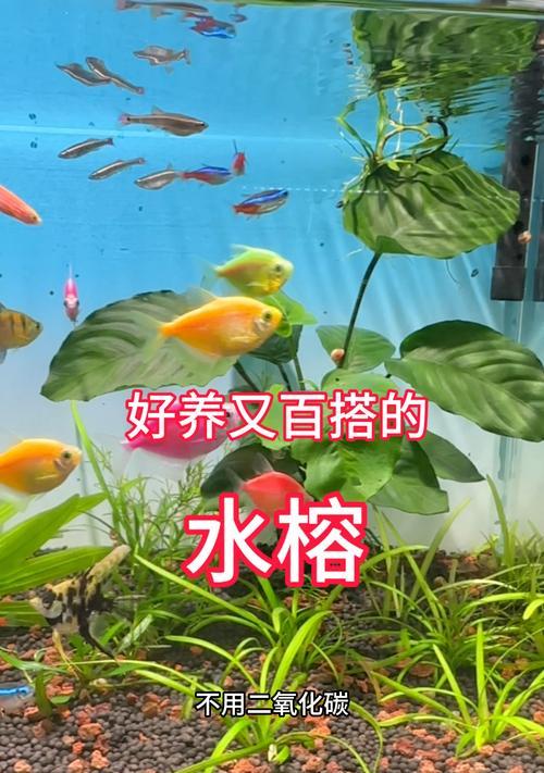 打造理想的水草养护之道（探索最佳方法，让水草茁壮成长）