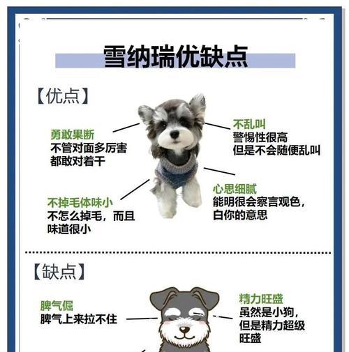 迷你雪纳瑞的喂养方法（营养均衡、定时定量、特殊食物禁忌等喂养要点）