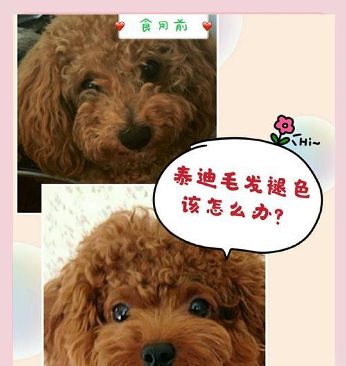 泰迪毛梳理频率有关问题解析（了解泰迪毛梳理的最佳频率，让您的宠物保持健康亮丽）