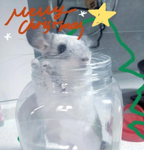 龙猫沙浴的时间和频率（龙猫沙浴的重要性及如何正确进行沙浴）