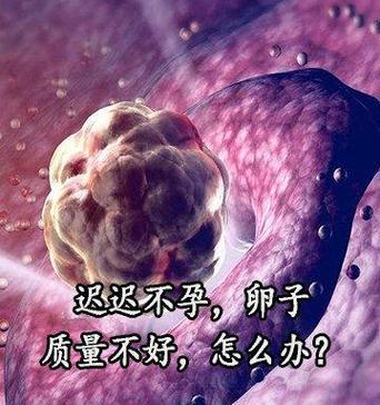 狗的卵子能存活多久？（探究狗的卵子存活期限及影响因素）