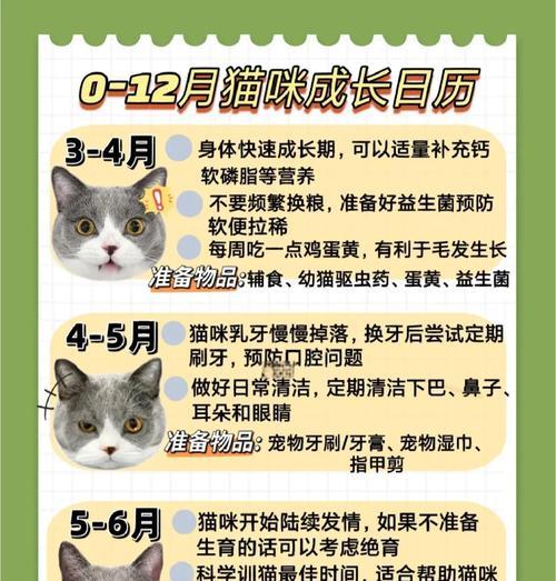 奶猫长牙的时间和注意事项（奶猫长牙周期、疼痛缓解方法及牙齿护理的重要性）