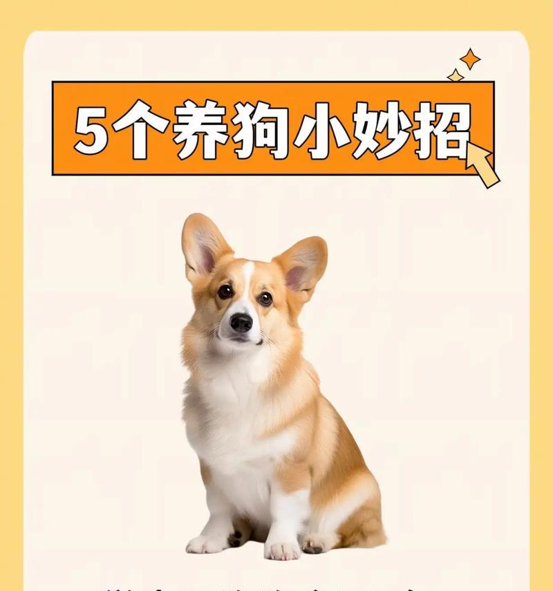 狗狗的寿命之谜（揭开狗狗寿命的奥秘，为你的宠物增加幸福的岁月）