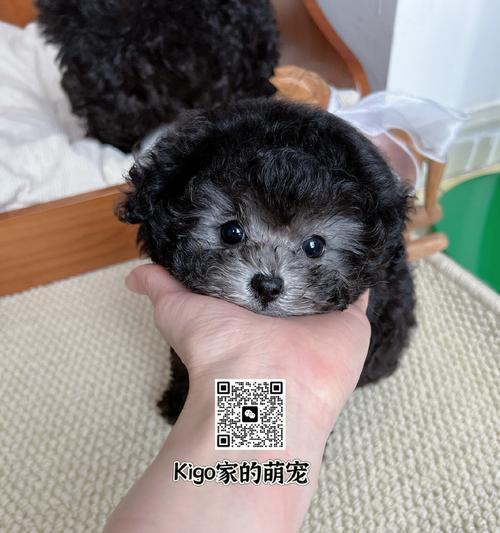 黑贵宾变灰的时间及原因探究（从黑色到灰色）