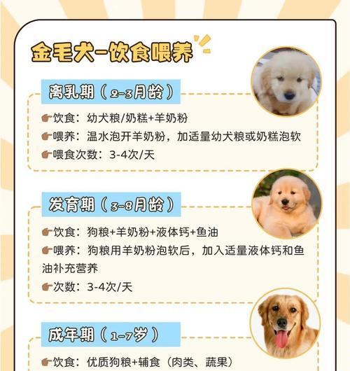 如何应对金毛犬体重超标问题（解决金毛犬体重过重和长不胖的方法）