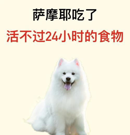 萨摩耶犬的寿命及长寿养护方法（探讨萨摩耶犬的寿命，为它们提供健康和长寿的生活）