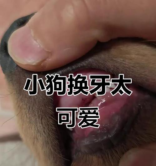 狗狗掉牙的五大原因和口腔保护（宠物主人必须知道的关于狗狗口腔问题的重要信息）