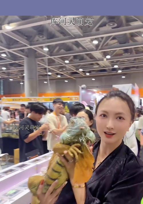 小绿鬣蜥的亲近程度（探寻小绿鬣蜥与人类建立联系的时间要求）