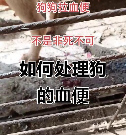狗狗便血拉稀的原因和处理方法（探究狗子拉血便的原因及处理方法，保护宠物健康）