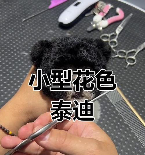 泰迪幼犬到新家的6个禁忌，宠主要牢牢记住（新家初体验，给泰迪幼犬最好的开始）