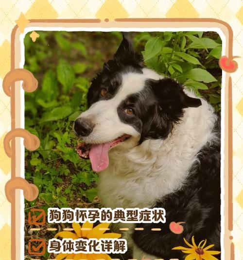 如何分辨狗的怀孕期（狗怀孕多久？了解狗妊娠周期的关键）