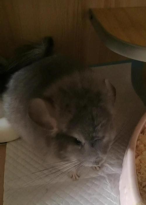 龙猫常见疾病大揭秘（了解龙猫疾病，呵护爱宠健康）