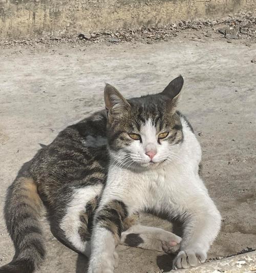 猫的眼中谁令人恐惧（从猫咪的视角看世界）