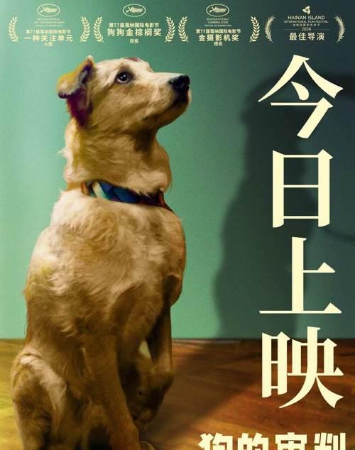 伤心的狗狗电影（用狗狗的故事触动人心，感受爱与失去的真实）