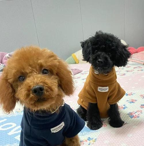 泰迪犬的价格究竟是多少？（探寻纯种泰迪犬的市场行情和关键因素）