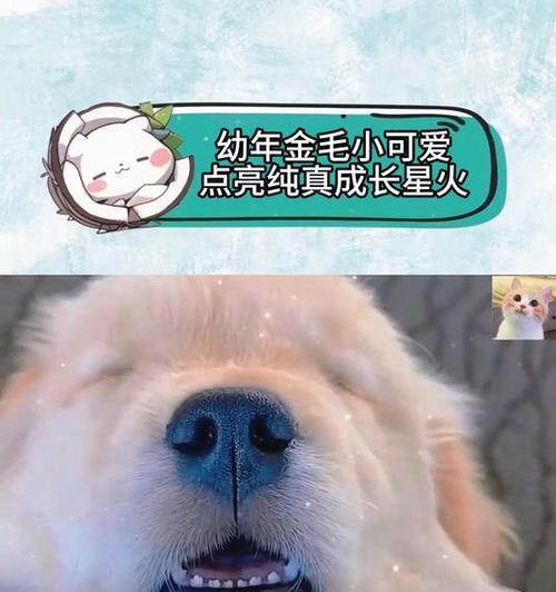 小金毛幼年时期的合理喂养方法（了解幼年小金毛的饮食需求，打造健康成长环境）