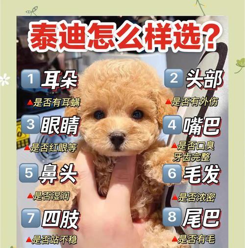 泰迪犬的正常排便频率及健康状况（一天应该有几次正常的排便次数？你家的泰迪犬健康吗？）