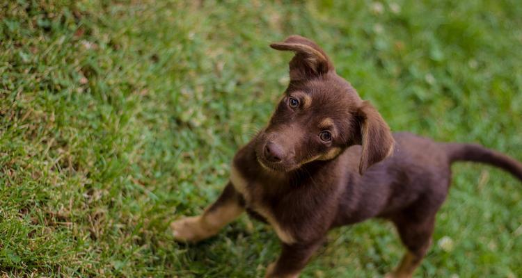 如何选择适合的狗狗品种（小鹿犬是好养的吗？+）