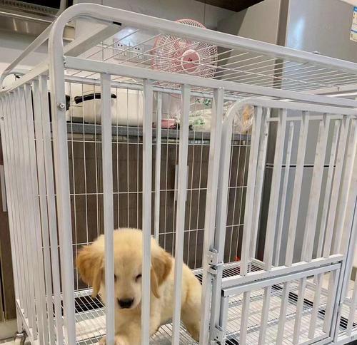 蝴蝶犬寿命之谜（揭秘蝴蝶犬的长寿秘诀，关爱你的小伙伴）