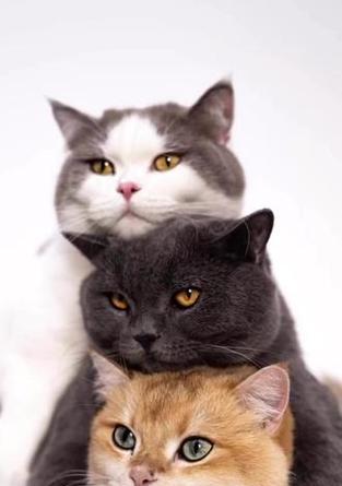 探索最受欢迎的猫猫品种（了解不同品种的猫猫特点与魅力）
