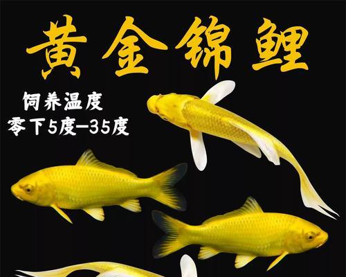 锦鲤与其他鱼类混养的秘诀（打破界限，打造多彩水族世界）