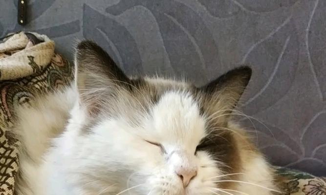 猫咪关进笼子里需要多久适应新环境？（探寻猫咪适应新笼子环境的时间和方法）