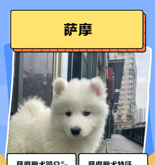 萨路基犬价格揭秘！一只多少钱？（了解萨路基犬价格范围，从几千块到一万多不等！）