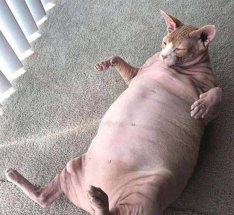 猫咪的洗澡频率对健康的影响（了解猫咪洗澡的最佳频率，让它们保持健康和幸福）