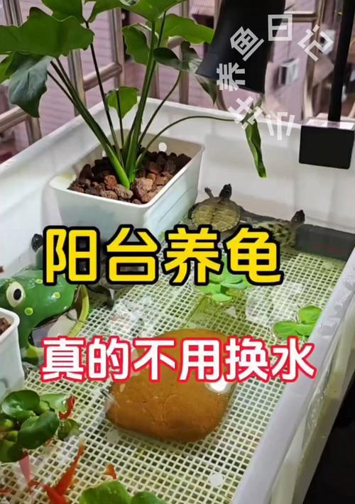 草龟苗换水频率的科学方法（草龟苗养护的必备知识，让你的宠物更健康）