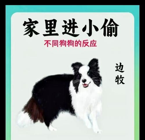 穷人家最好不要养这几种狗，特别费钱（经济拮据的家庭需谨慎选择宠物，避免后悔）